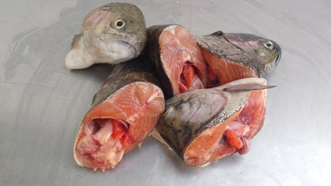 Teste di trota salmonata intere