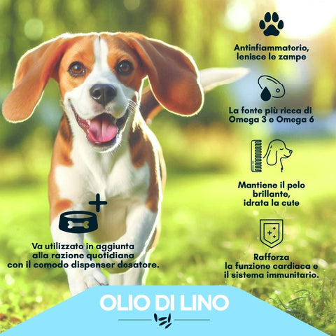 Olio di semi di lino