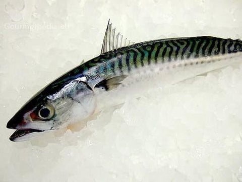 Sgombri