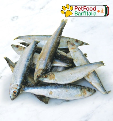 Sarde