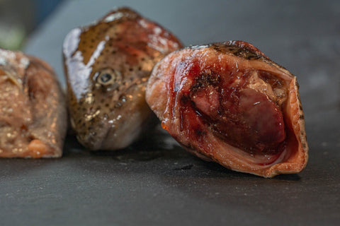 Teste di trota salmonata intere