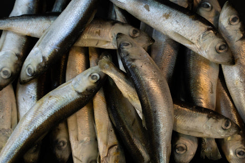 Sarde