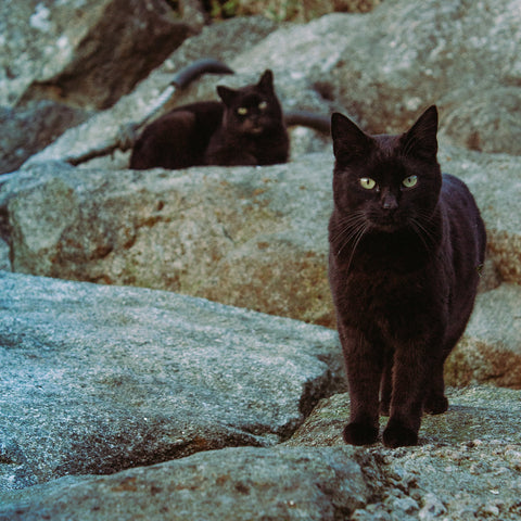 Gatto