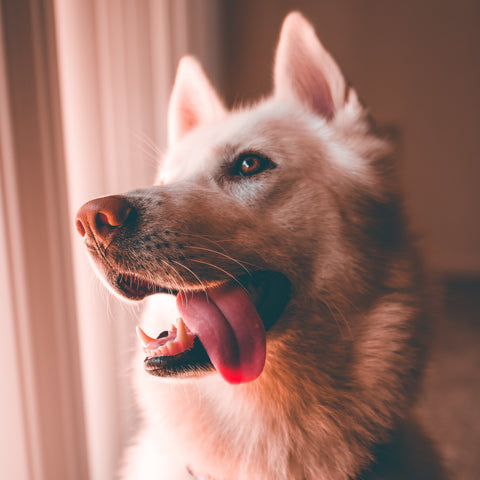 Cane