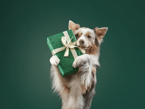 Buono regalo Petfood.it