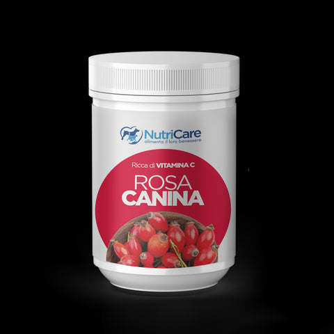Rosa canina in polvere