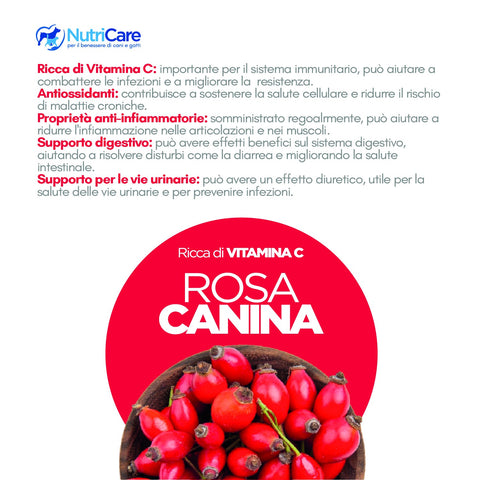 Rosa canina in polvere