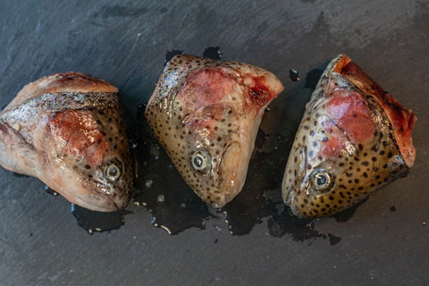 Teste di trota salmonata intere