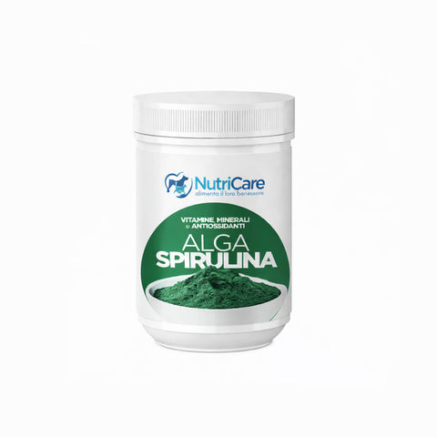 Spirulina algae powder 