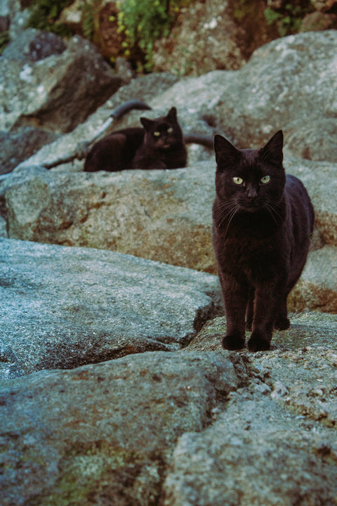Gatto