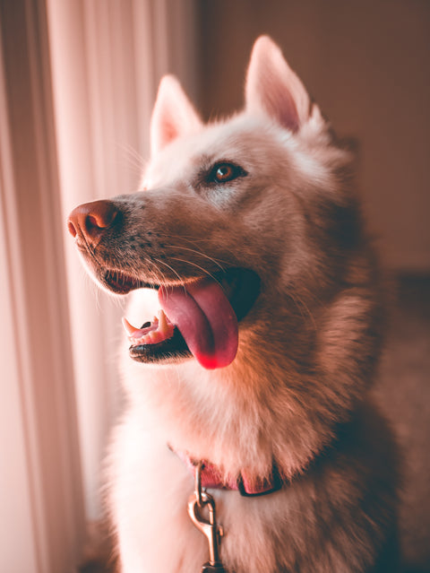 Cane